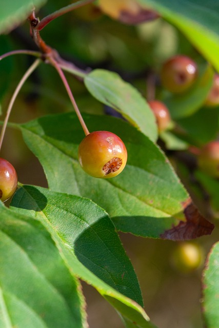 成为聚光灯 成为聚光灯